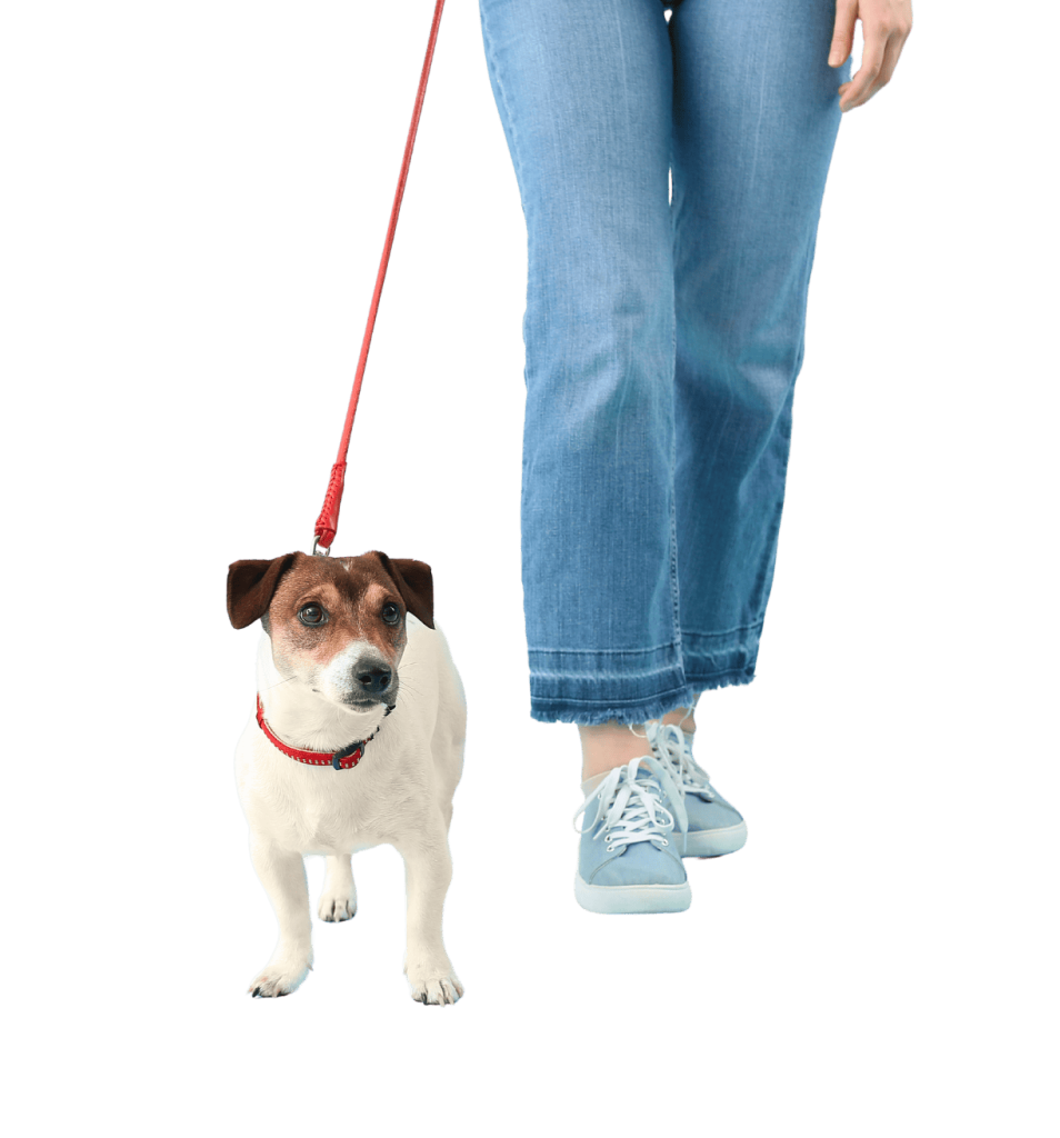 Professional dog walking services in Brisbane, QLD