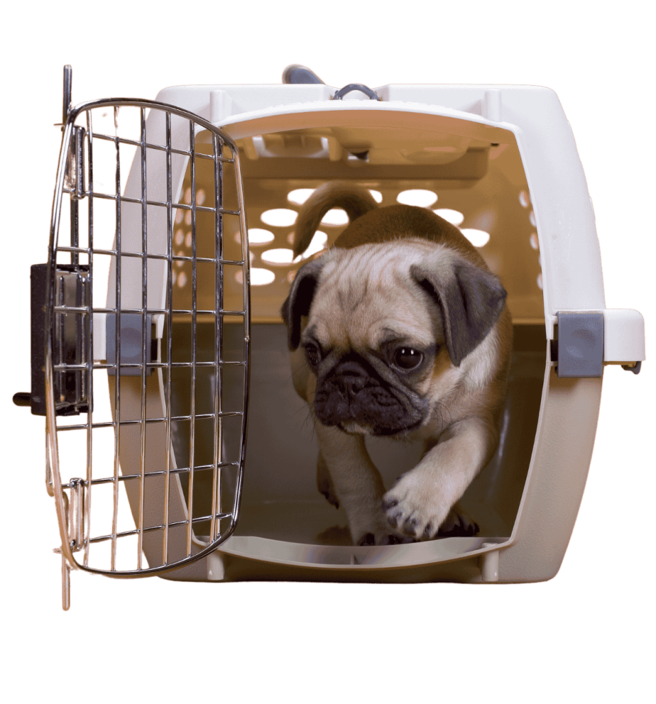 puppy in a crate during puppy transport