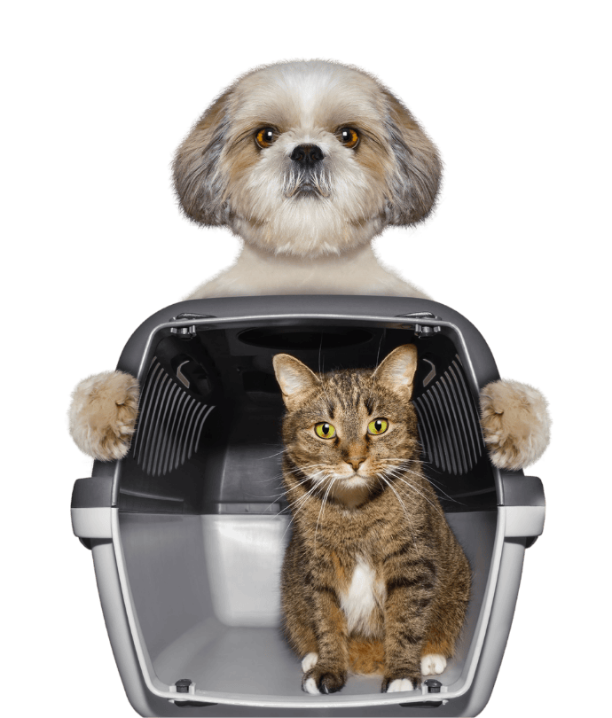 pet transport services brisbane, queensland